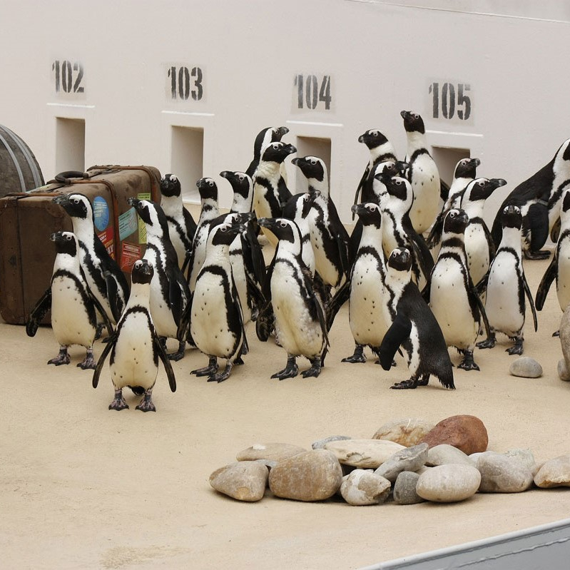 Rendezvous bei den Pinguinen im Sommer Gallery 66