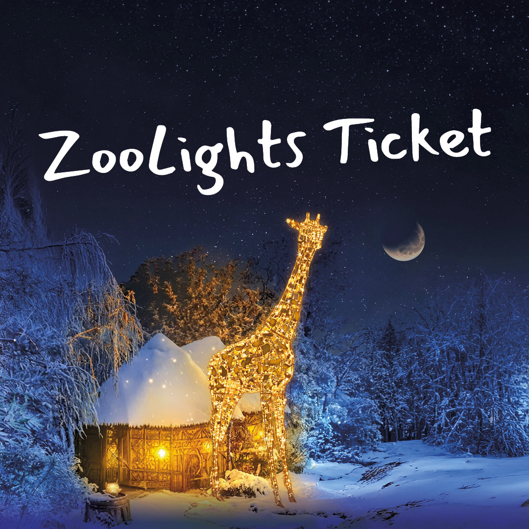 ZooLights Ticket